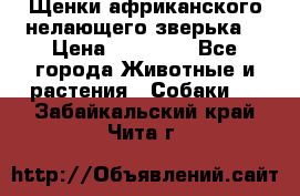 Щенки африканского нелающего зверька  › Цена ­ 35 000 - Все города Животные и растения » Собаки   . Забайкальский край,Чита г.